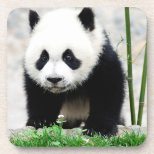 Dessous-de-verre Animaux de bébés cutest Baby Panda Bear