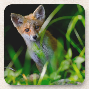 Dessous-de-verre Animaux de bébés cutest   Baby Red Fox