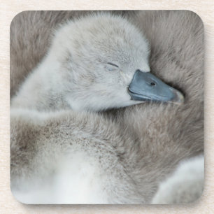 Dessous-de-verre Animaux de bébés cutest   Bébé Mute Swan