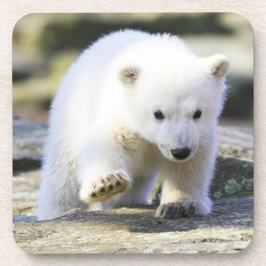 Dessous-de-verre Animaux de bébés cutest | Bébé Ours Polaire Cub (Devant)