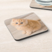 Dessous-de-verre Animaux de bébés cutest | British Longhair Kitten (Côté gauche)