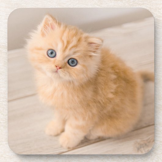 Dessous-de-verre Animaux de bébés cutest | British Longhair Kitten (Devant)