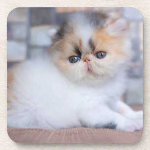 Dessous-de-verre Animaux de bébés cutest   Calico Persian Kitten