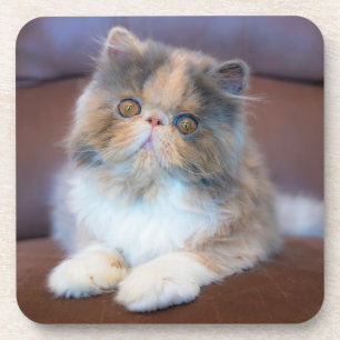 Dessous-de-verre Animaux de bébés cutest Calico Persian Kitten