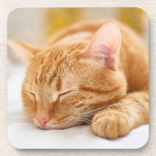 Dessous-de-verre Animaux de bébés cutest   Chat de gingembre dorman