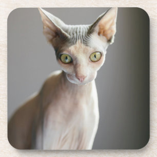Dessous-de-verre Animaux de bébés cutest Chat Sphinx