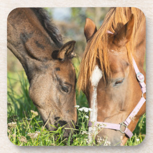 Dessous-de-verre Animaux de bébés cutest   Colt à cheval