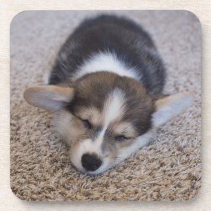 Dessous-de-verre Animaux de bébés cutest   Corgi Chiot sur Shag Rug