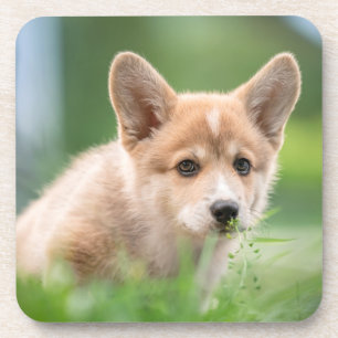 Dessous-de-verre Animaux de bébés cutest Corgi Puppy dans le tria
