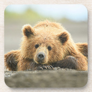 Dessous-de-verre Animaux de bébés cutest   Cub d'ours Brown côtier