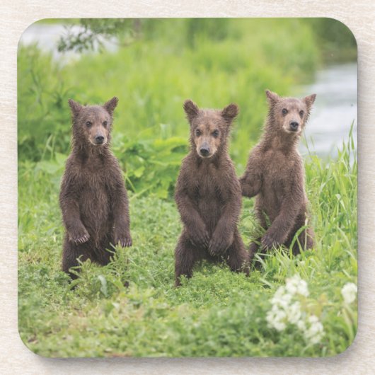Dessous-de-verre Animaux de bébés cutest | Cubes d'ours Brown Kamch (Devant)