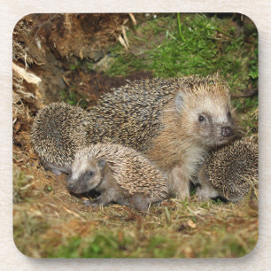 Dessous-de-verre Animaux de bébés cutest Famille Hérisson