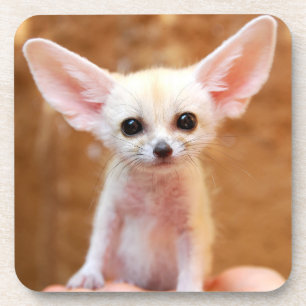 Dessous-de-verre Animaux de bébés cutest   Fennec Fox