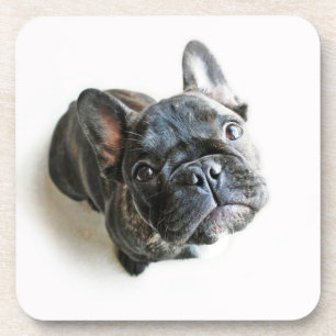 Dessous-de-verre Animaux de bébés cutest French Bulldog Look Up