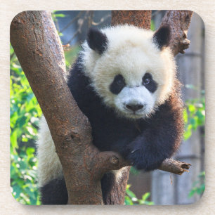Dessous-de-verre Animaux de bébés cutest Géant Panda Cub