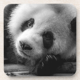 Dessous-de-verre Animaux de bébés cutest   Giant Panda Bear Cub
