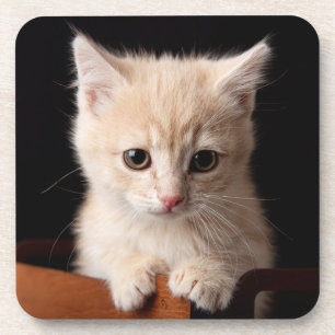 Dessous-de-verre Animaux de bébés cutest   Ginger Kitten