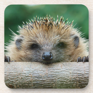 Dessous-de-verre Animaux de bébés cutest Hedgehog Smile
