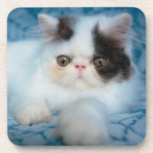 Dessous-de-verre Animaux de bébés cutest   Kitten noir et blanc