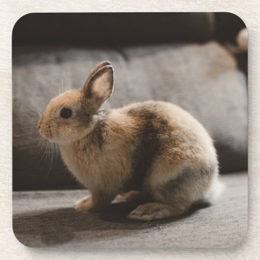 Dessous-de-verre Animaux de bébés cutest | Lapin nain de Pays-Bas (Devant)