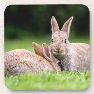 Dessous-de-verre Animaux de bébés cutest Lapins de lapin sauvage