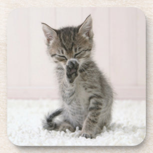 Dessous-de-verre Animaux de bébés cutest Licking Tabby Kitten