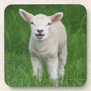 Dessous-de-verre Animaux de bébés cutest Lil Lamb
