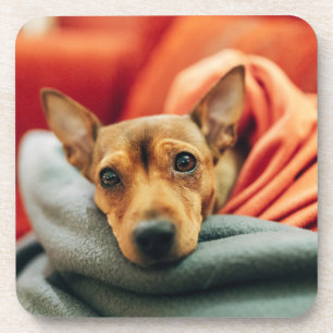 Dessous-de-verre Animaux de bébés cutest   Miniature Pinscher