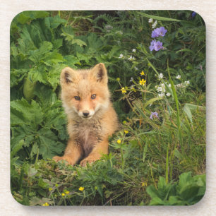 Dessous-de-verre Animaux de bébés cutest Renard rouge à Umnak Ala
