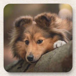Dessous-de-verre Animaux de bébés cutest Shetland Sheepdog Puppy