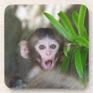 Dessous-de-verre Animaux de bébés cutest Singe des neiges surpris