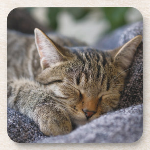 Dessous-de-verre Animaux de bébés cutest   Tabby Kitten Sommeil