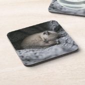 Dessous-de-verre Animaux de bébés cutest | Tiny Kitten Dormir (Côté gauche)