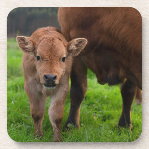 Dessous-de-verre Animaux de bébés cutest Vache et veau