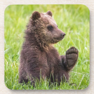 Dessous-de-verre Animaux de bébés cutest   Vague d'ours Brown