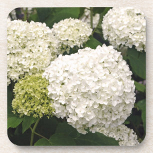 Dessous-de-verre Annabelle Hydrangea