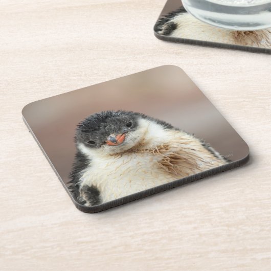 Dessous-de-verre Antarctique (Côté gauche)