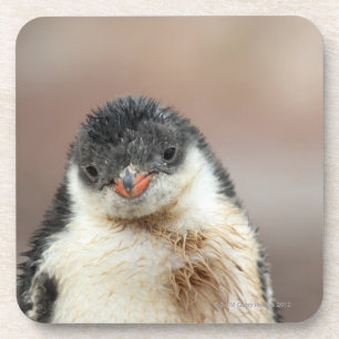 Dessous-de-verre Antarctique