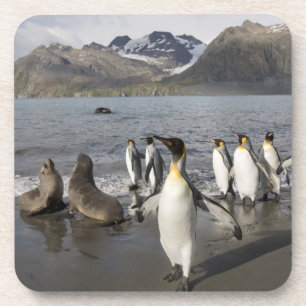 Dessous-de-verre Antarctique, île de Géorgie du Sud (Royaume-Uni),