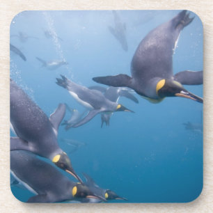 Dessous-de-verre Antarctique, île de Géorgie du Sud (Royaume-Uni),
