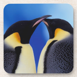 Dessous-de-verre Antarctique, Manchots empereurs