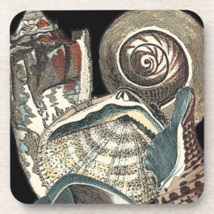 Dessous-de-verre Anthologie de coquillage
