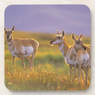 Dessous-de-verre Antilope d'Amérique dans le Montana