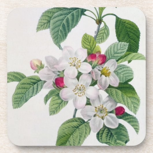 Dessous-de-verre Apple fleurissent, du 'DES de Les Choix plus des (Devant)