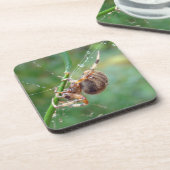Dessous-de-verre Araneus - Orb Weaver Spider (Côté gauche)