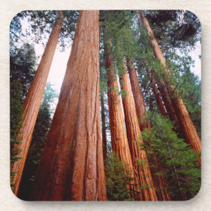Dessous-de-verre arbres séquoias géants à feuilles rouges
