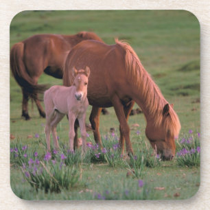 Dessous-de-verre Asie, Mongolie, désert de Gobi. Chevaux sauvages