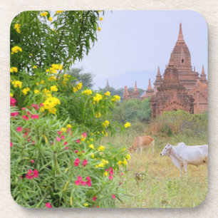 Dessous-de-verre Asie, Myanmar (Birmanie), Bagan (Pagan). Vaches