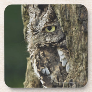 Dessous-de-verre Asio oriental d'Otus de hibou de cri strident