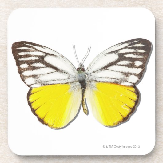 Dessous-de-verre Aspasia de Cepora (Devant)